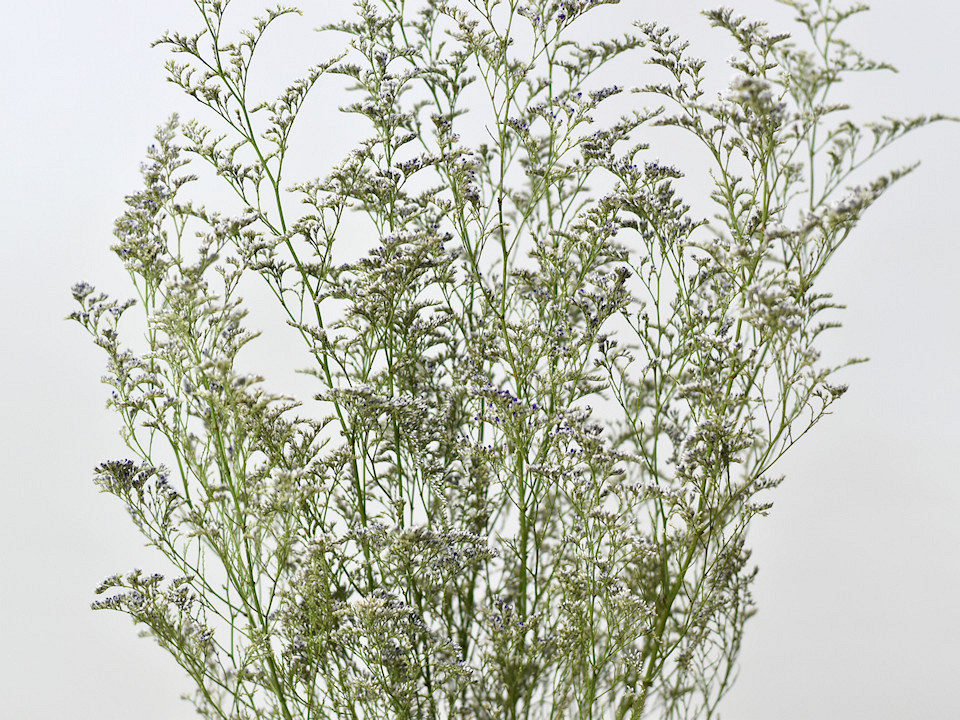 Limonium Caspia 70cm