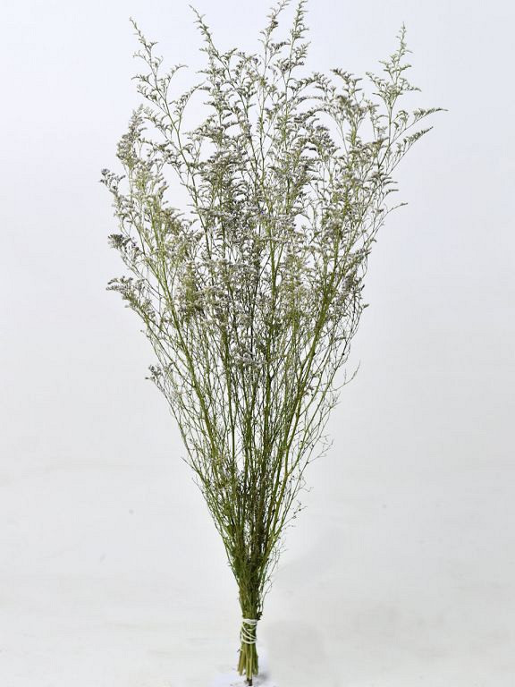 Limonium Caspia 70cm