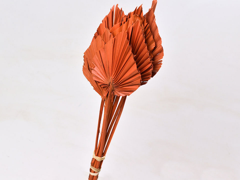 Palm Speer 40-55cm Oranje