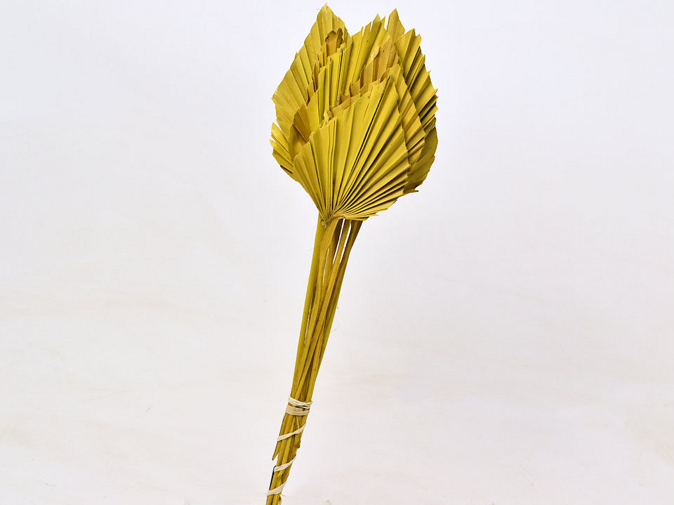 Palm Spear 40-55cm Jaune