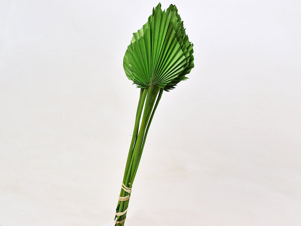 Palm Spear 40-55cm Vert