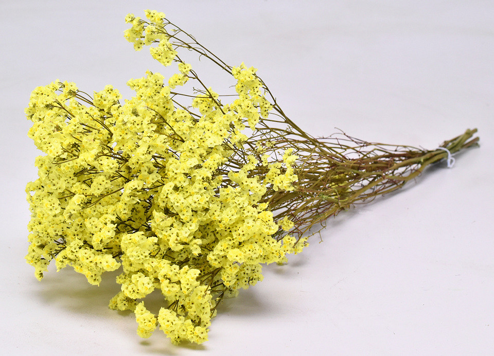 Limonium Jaune 40cm 