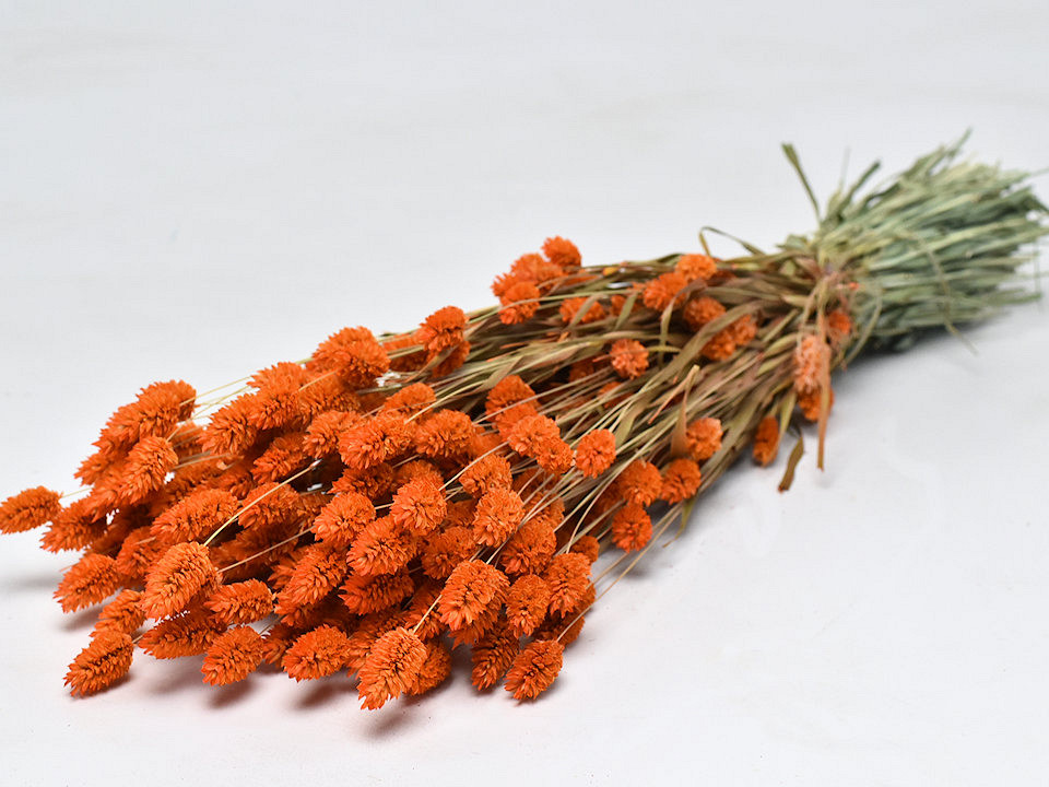 Phalaris Oranje 70cm