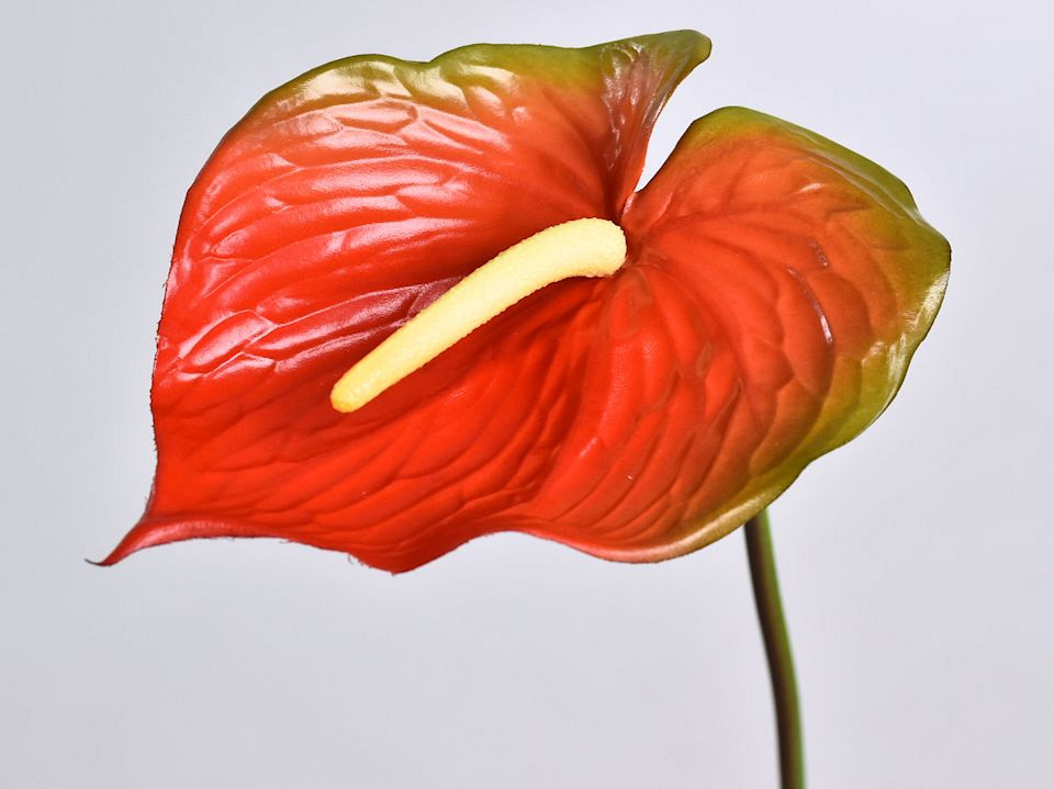 Anthurium  70cm-18cm Rouge