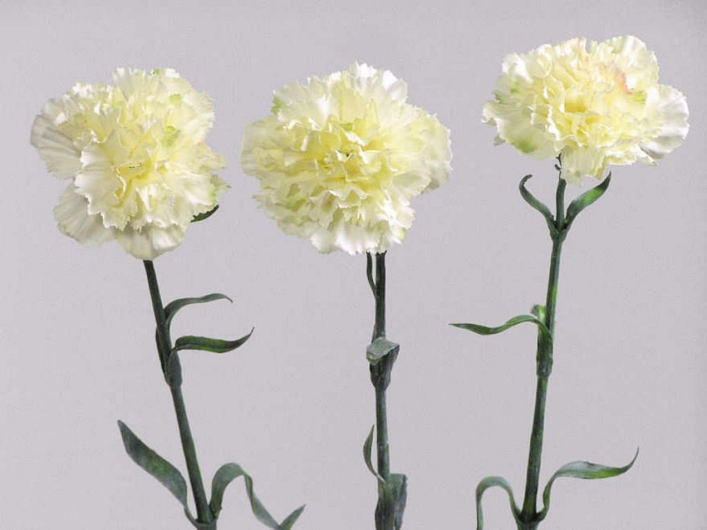 Dianthus 60cm blanc