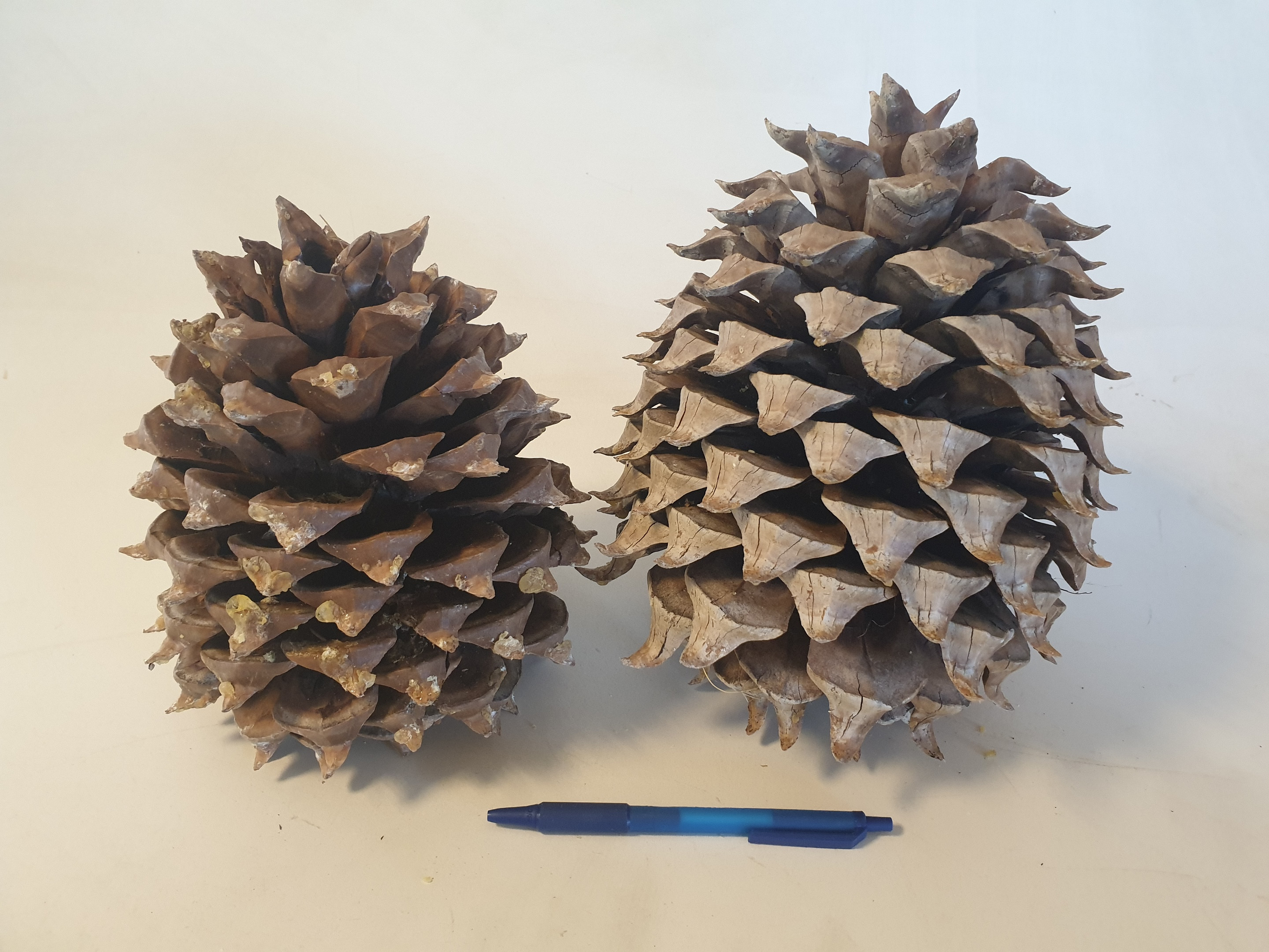 Digger Pine Cone diam.15-18cm