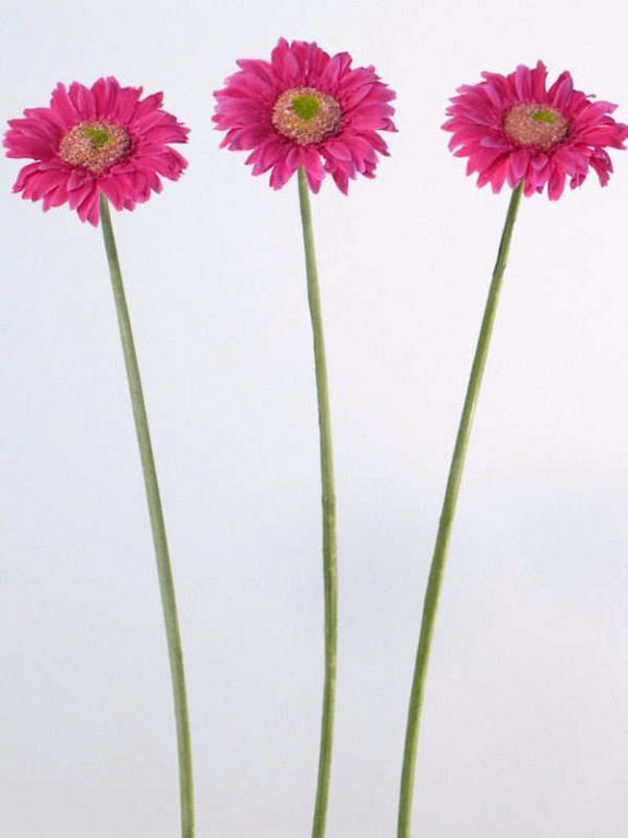 Gerbera 48cm cerise