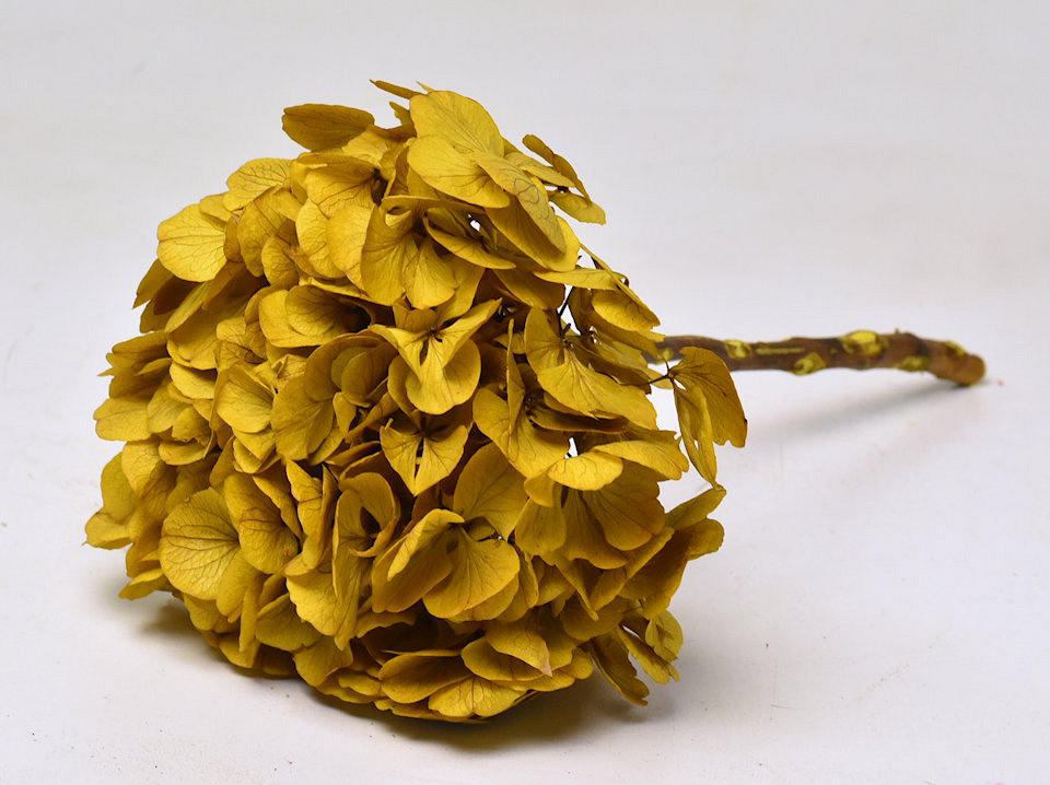 Hortensia Preparé Jaune D16cm