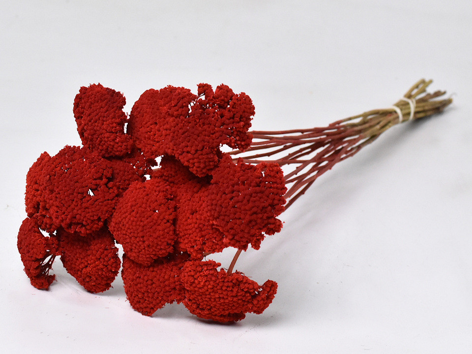 Achillea Parker Rood 70cm