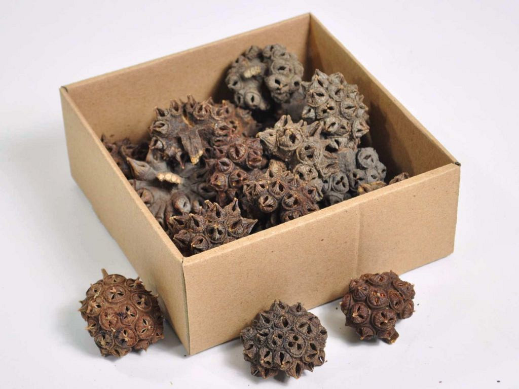 Spidergum Cones 5-7cm 20-pack