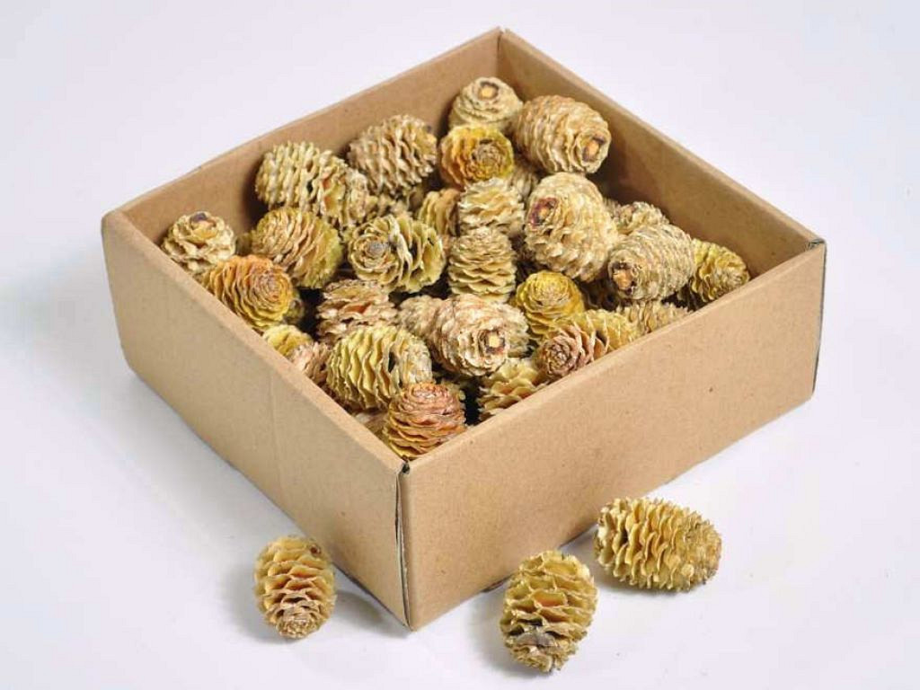 Sabulosum Cones 70-pack