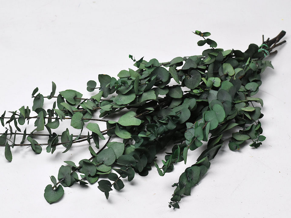 Eucalyptus Stuartiana Vert 65cm
