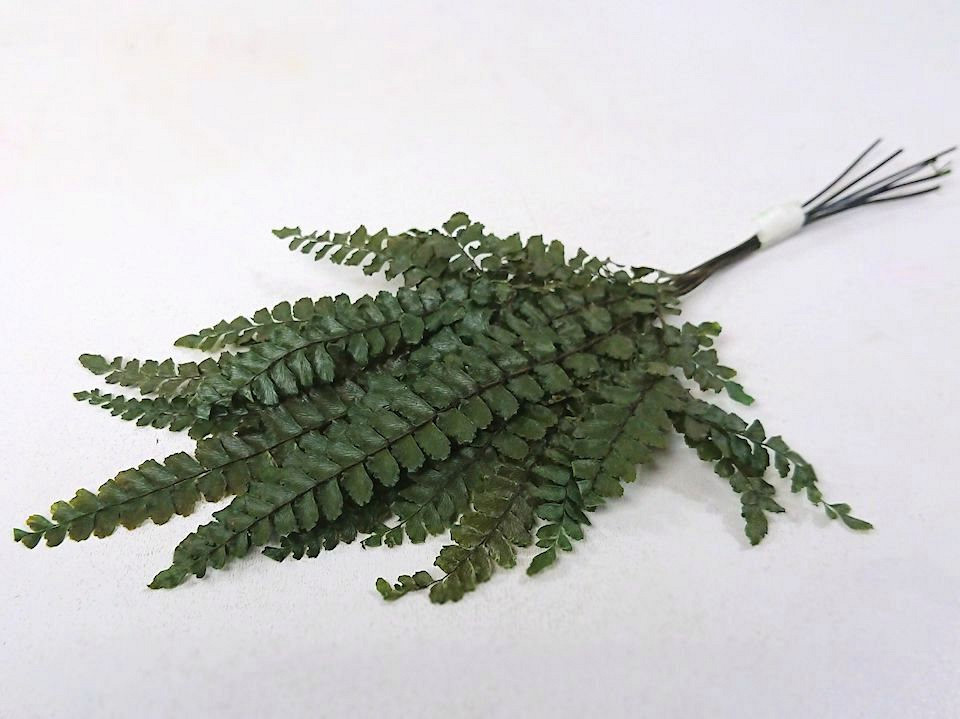 Pteris Fougère Vert H20cm 6pcs 