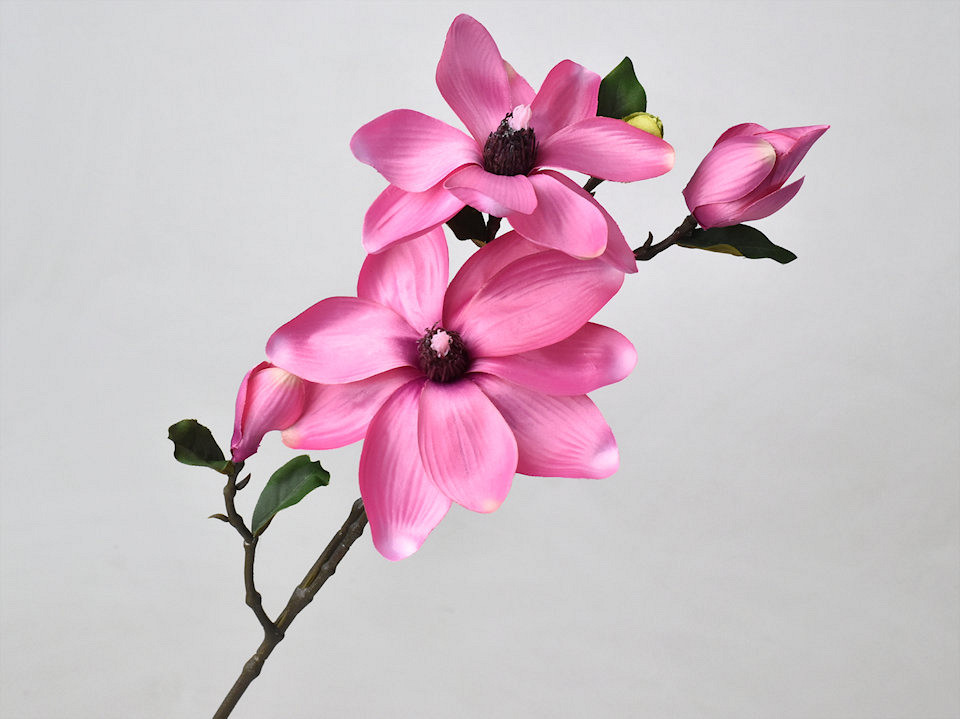 Magnoliatak Roze 75cm