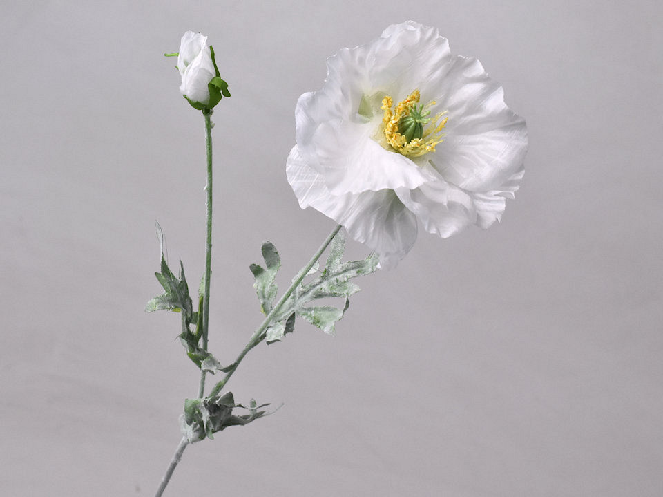 Coquelicot Blanc 64cm