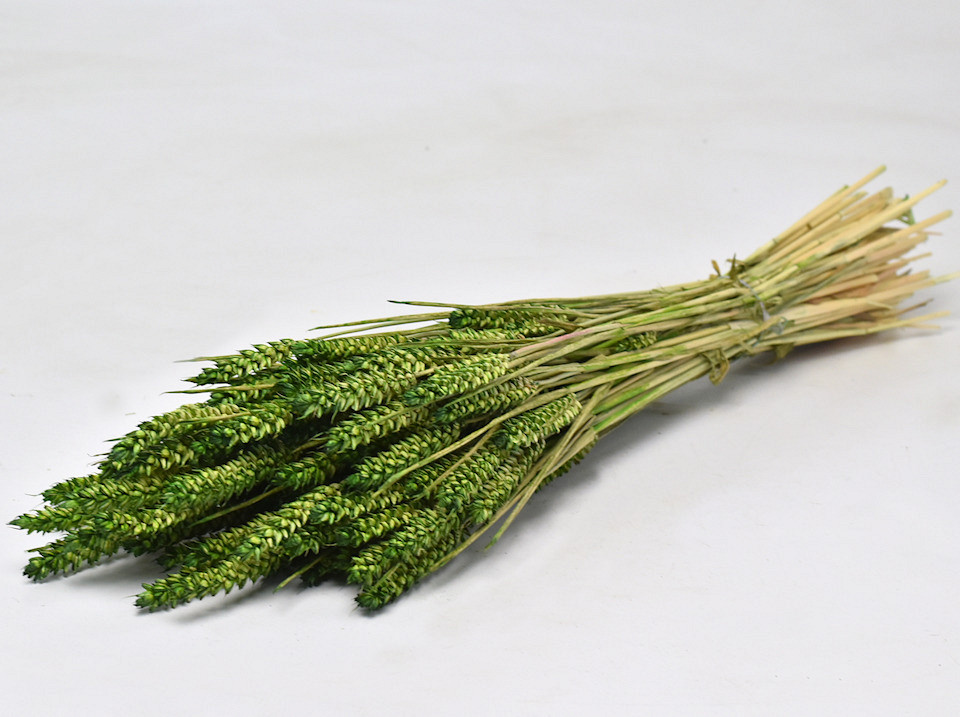 Bouquet Triticum Vert (blé) 70cm