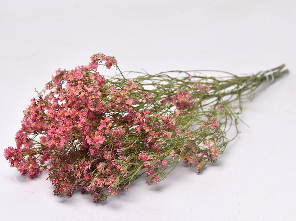 Limonium Pêche-Rose 70cm 