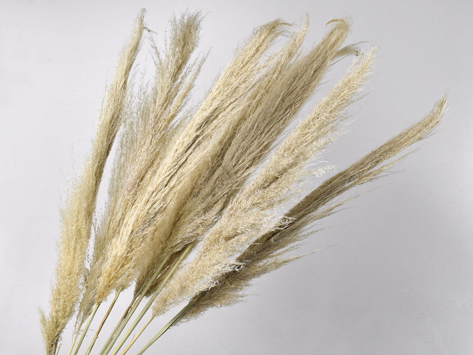 Wooly Pampas Gras 110cm