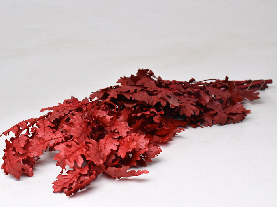 Feuille de Chêne Rouge 60-70cm