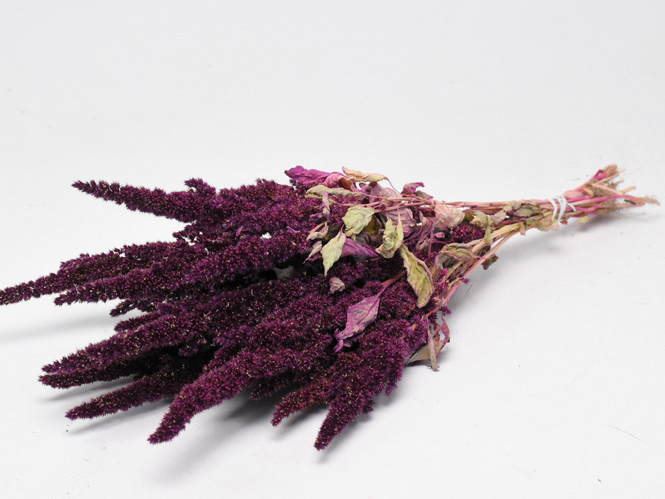 Bouquet Amaranthus Rouge 50cm