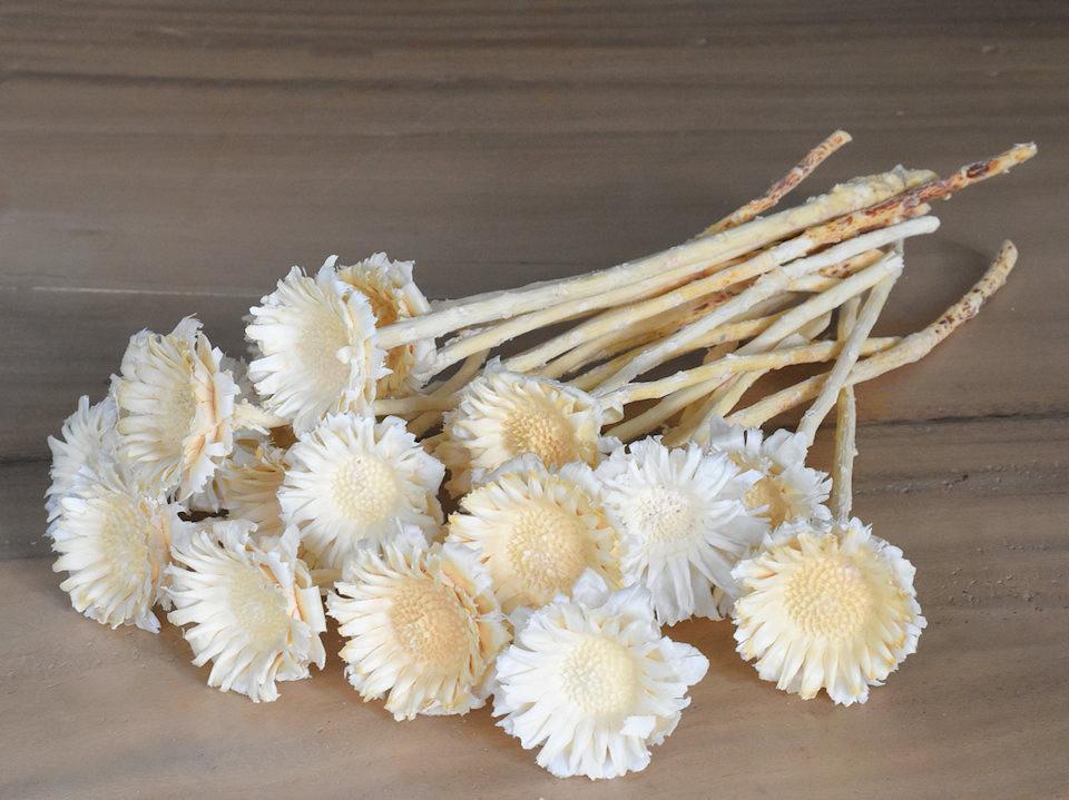 Protea Rosette Bleached 10-Pack