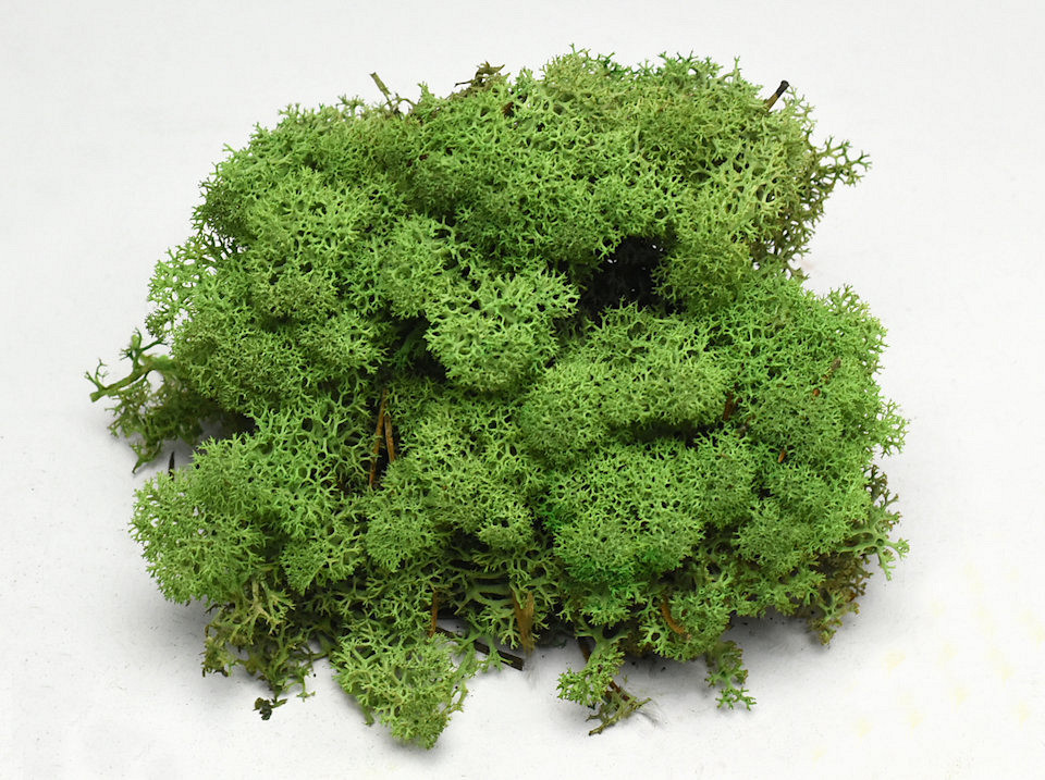 Lichen stabilisé Vert Moyen 40gr.