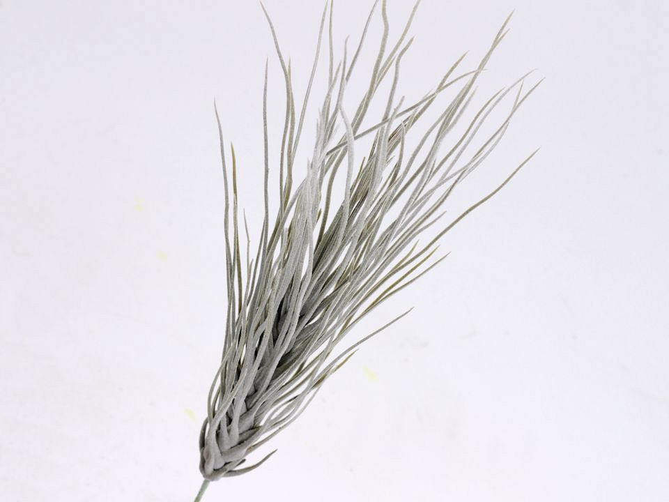 Touffe de Tillandsia 35cm