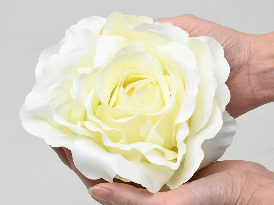 Rose Crème D21cm