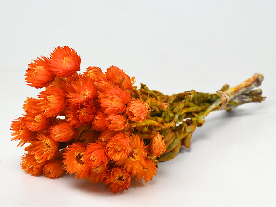 Helichrysum Cape Snow Orange 