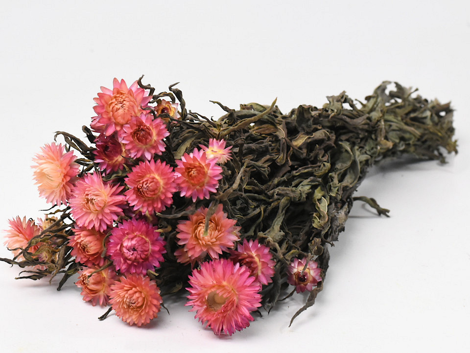 Helichrysum Zalm-roze 45cm