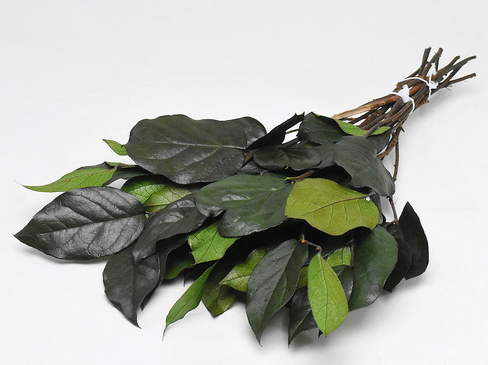 Salal Vert L45cm