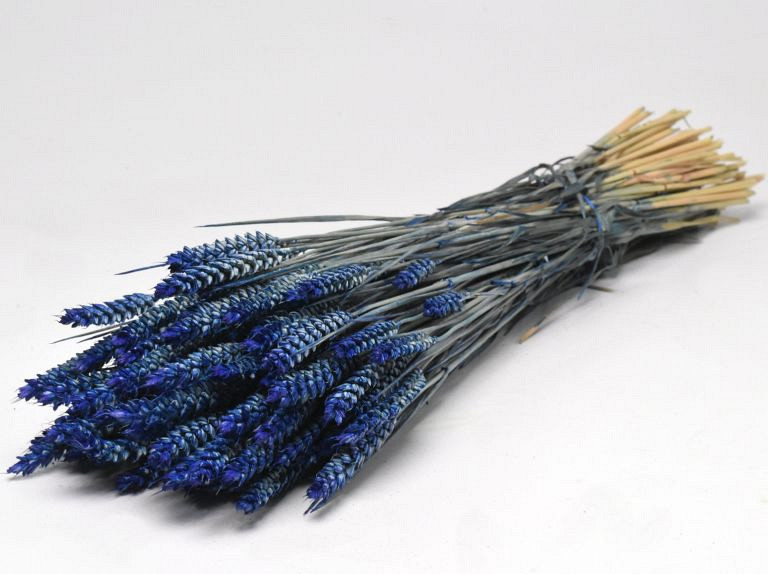 Bouquet Triticum Bleu (blé) 70cm