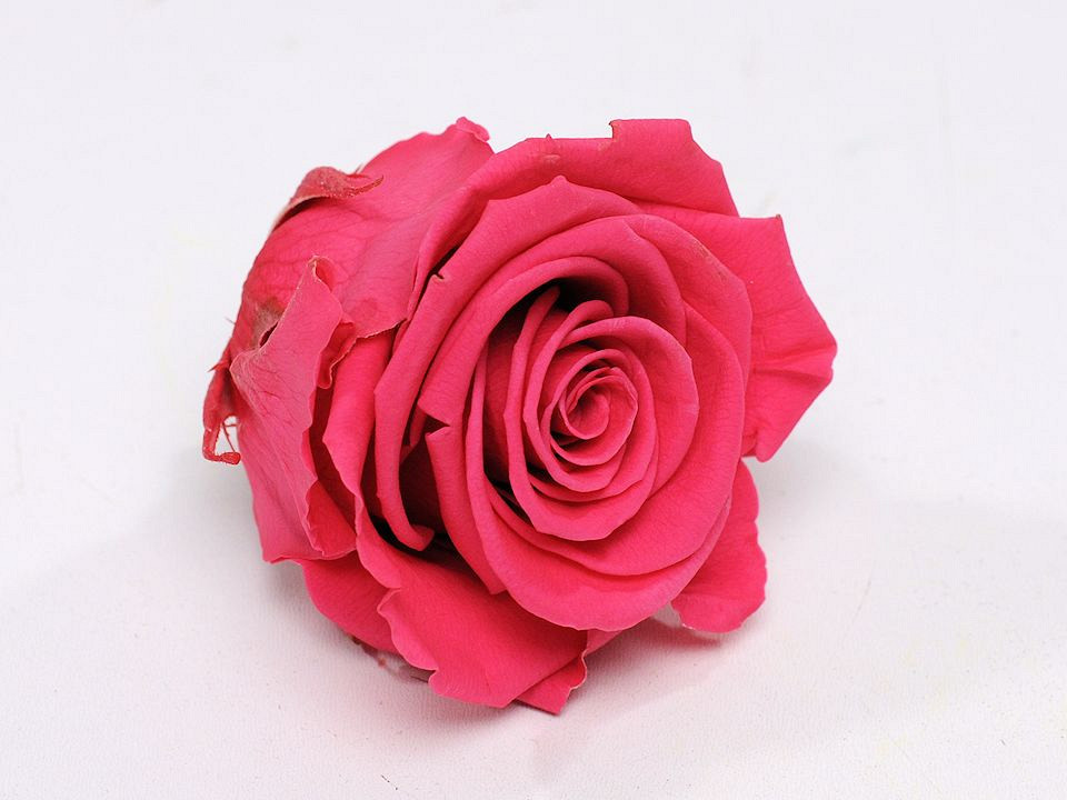 Roses préservé 5cm Rose Foncé