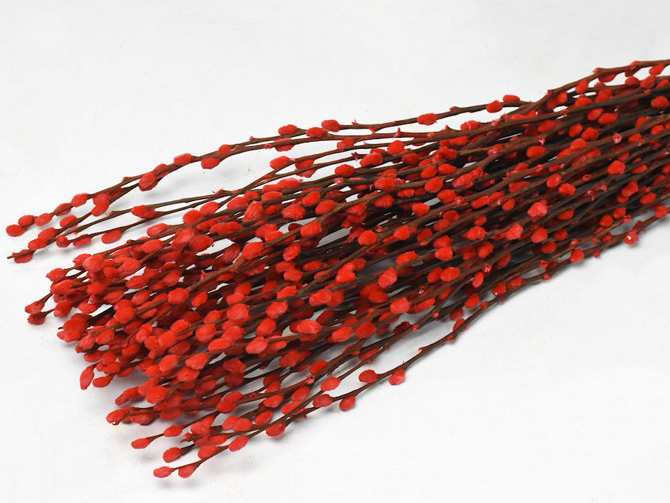 Chatons de Saule 70cm Rouge 50pcs