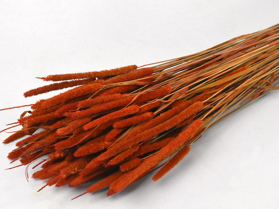 Phleum 100gr. Rouge Rouille