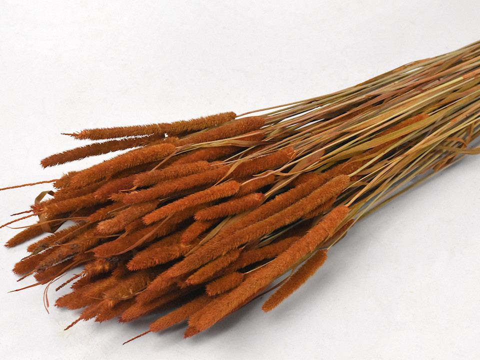 Phleum 100gr. Orange