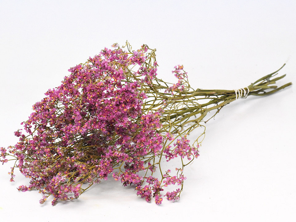 Limonium Cerise 60cm