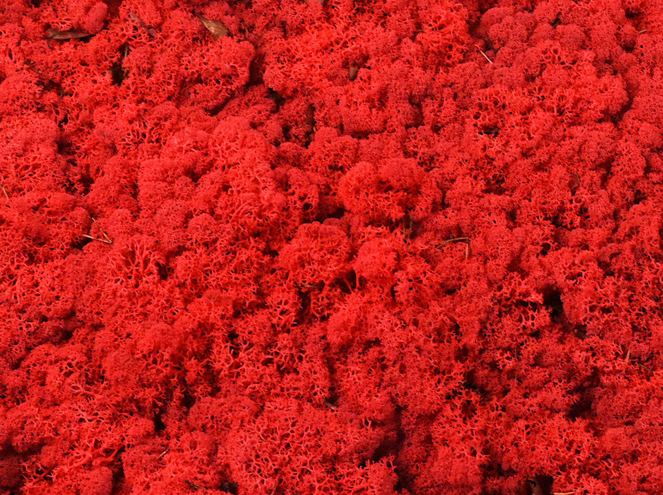 Lichen stabilisé Rouge par kg