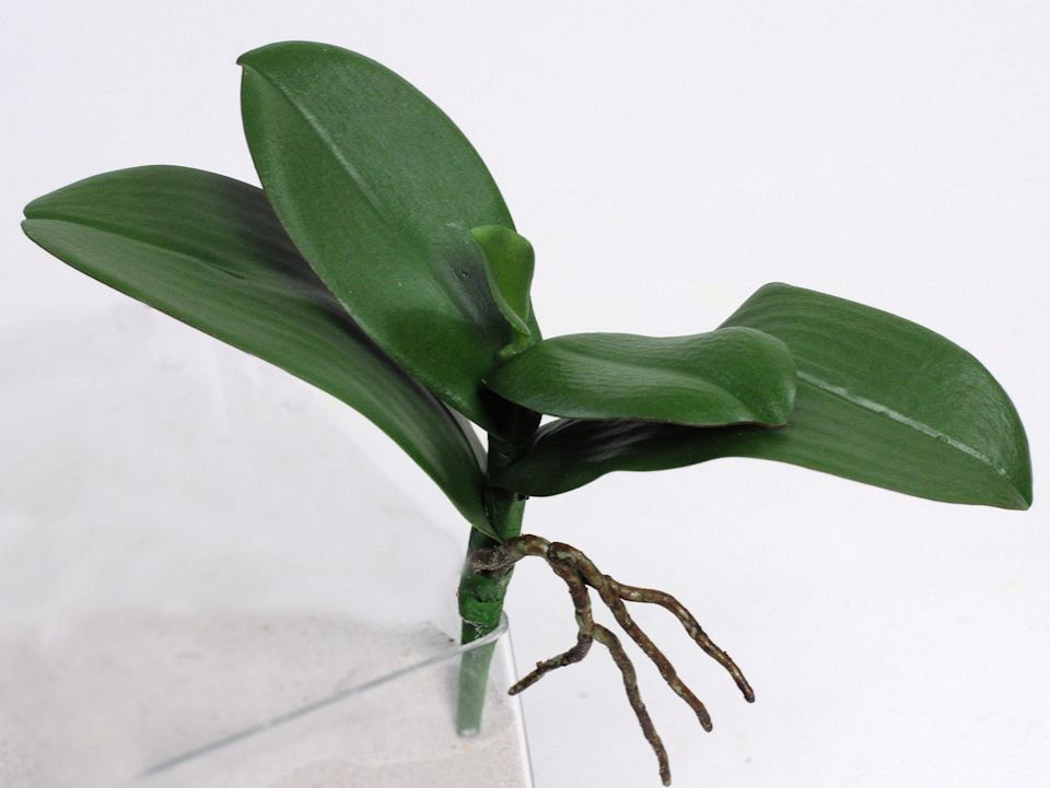 Phalaenopsis artificielle W22cm