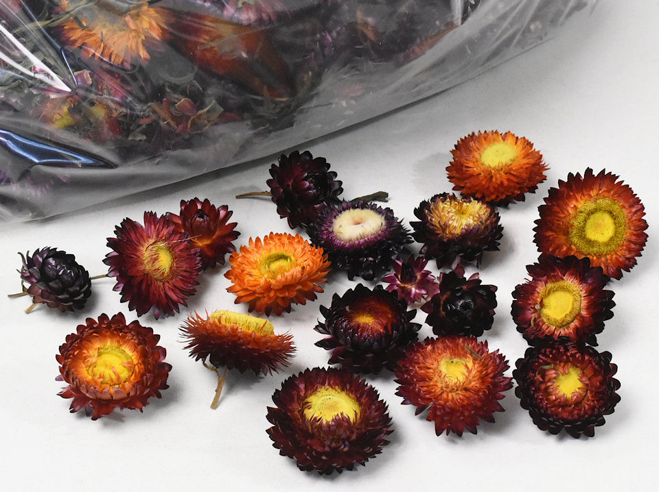 Tête de Helichrysum Rouge 250gr.