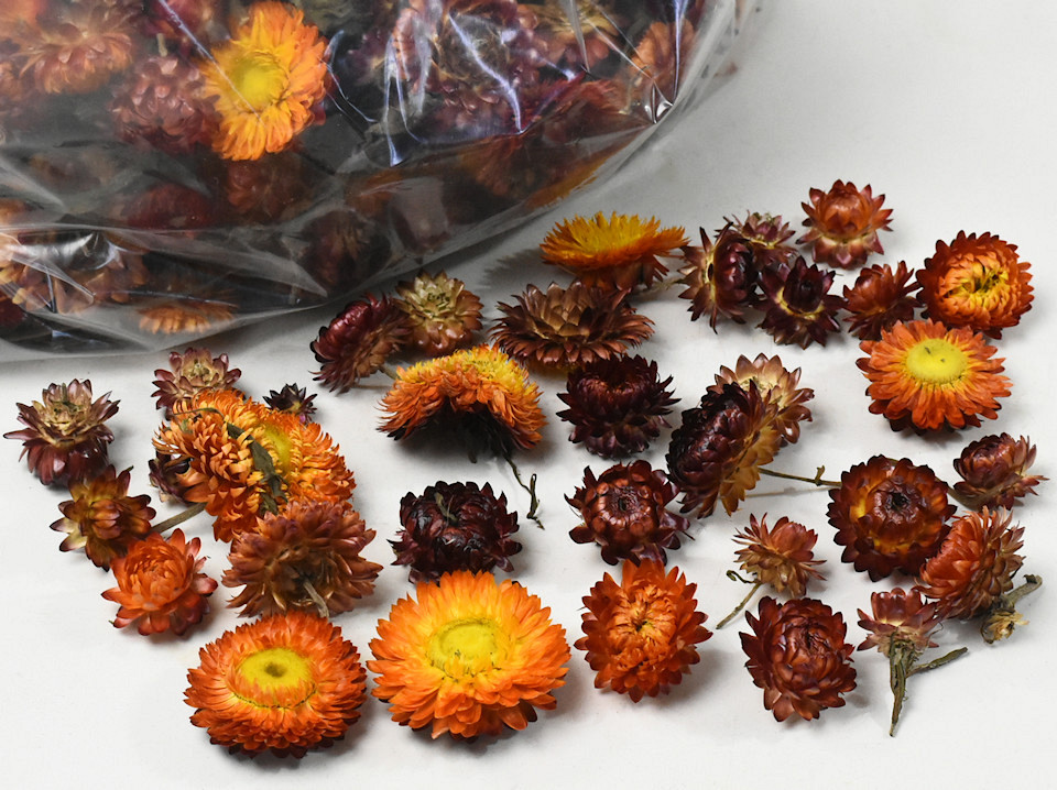 Tête de Helichrysum Orange 250gr.