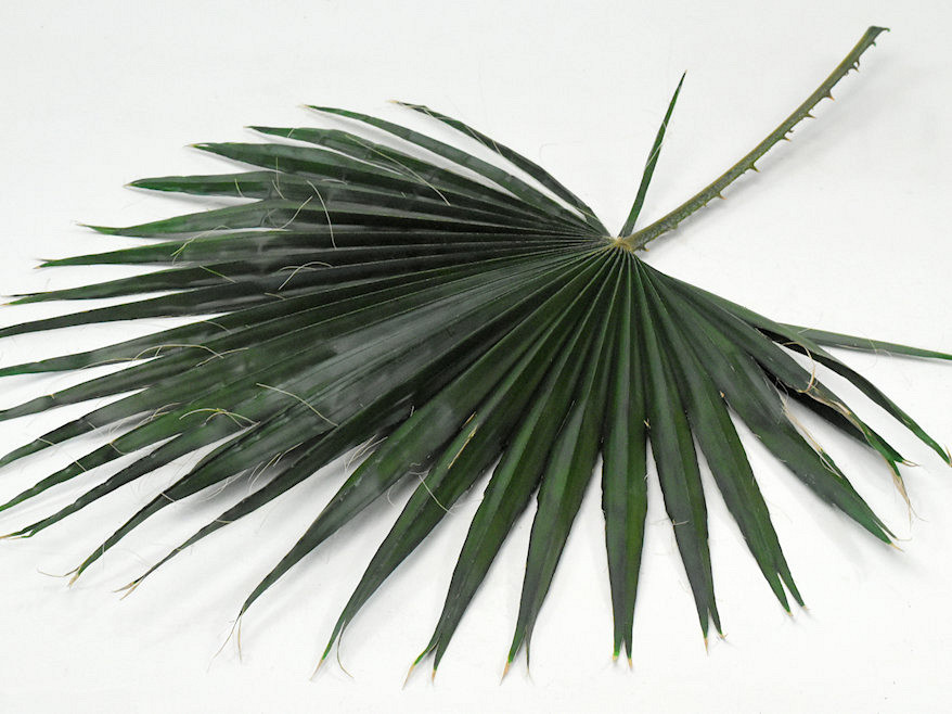 Feuille de Washingtonia 75cm