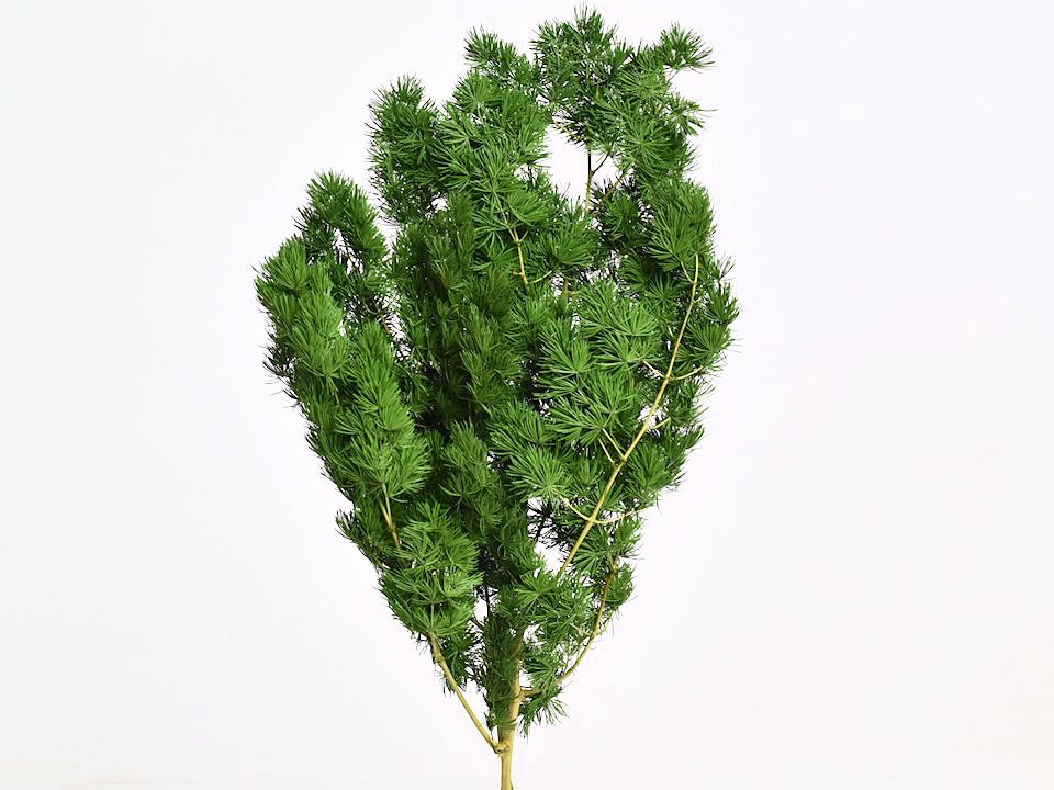 Ming Fern Groen 40cm