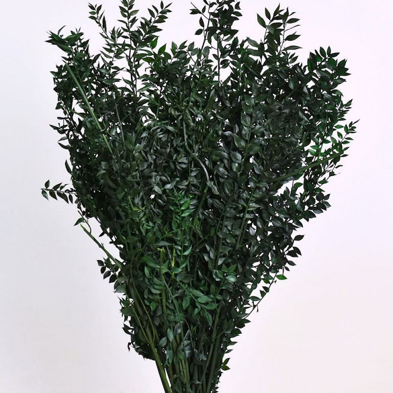 Ruscus Vert 90cm Kg.