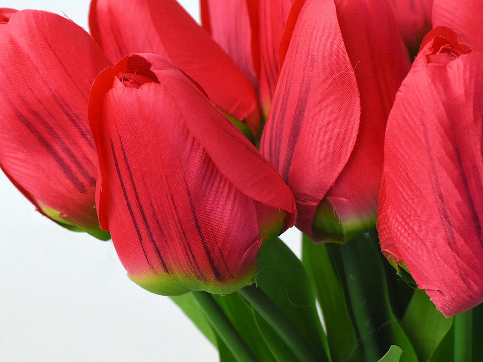 Tulp Rood 60cm