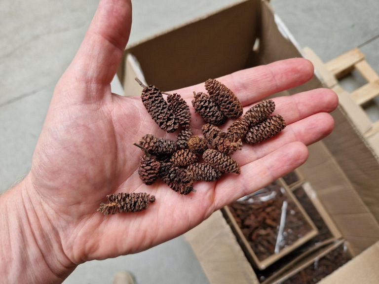 Alder Cones 700gr.