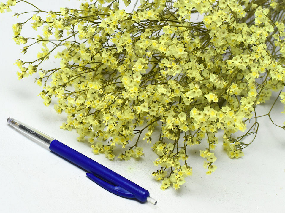 Limonium Jaune 65cm 