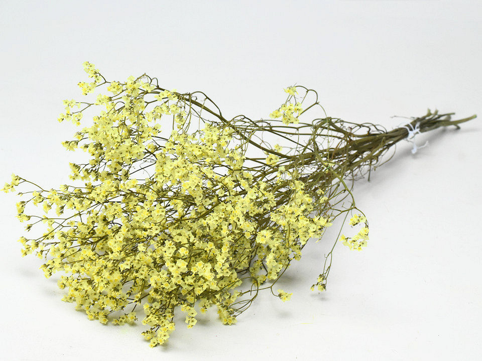 Limonium Jaune 65cm 