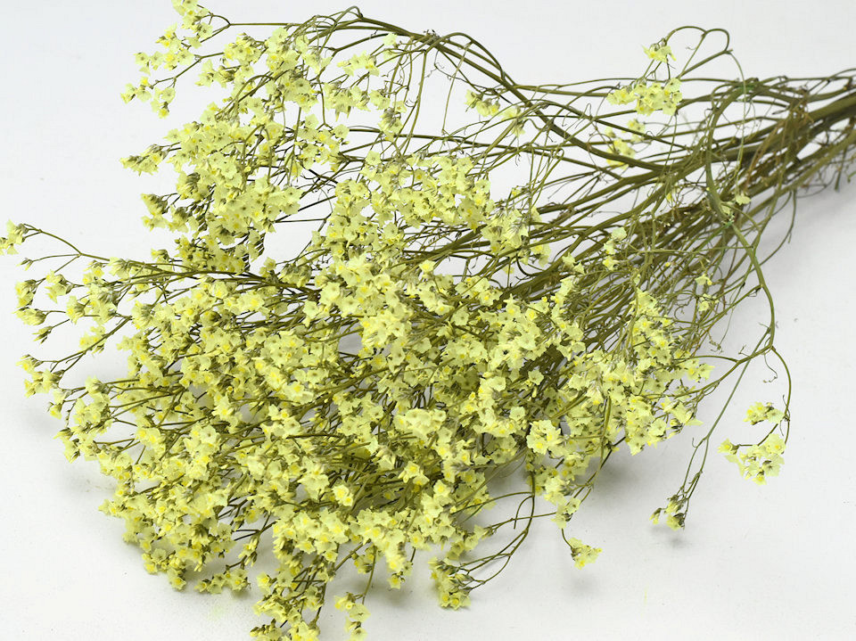 Limonium Jaune 65cm 