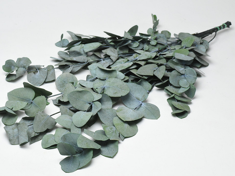 Eucalyptus Cinerea Groen 65cm